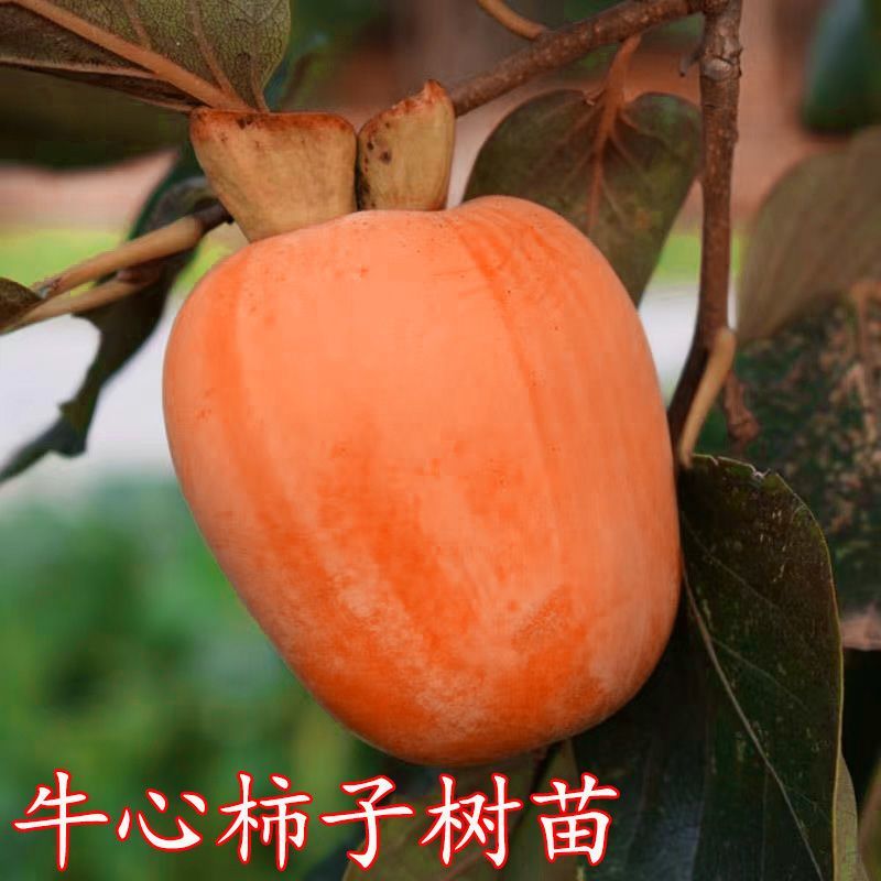 嫁接柿子树苗耐寒牛心柿树苗南北方种植盆栽地栽阳台庭院