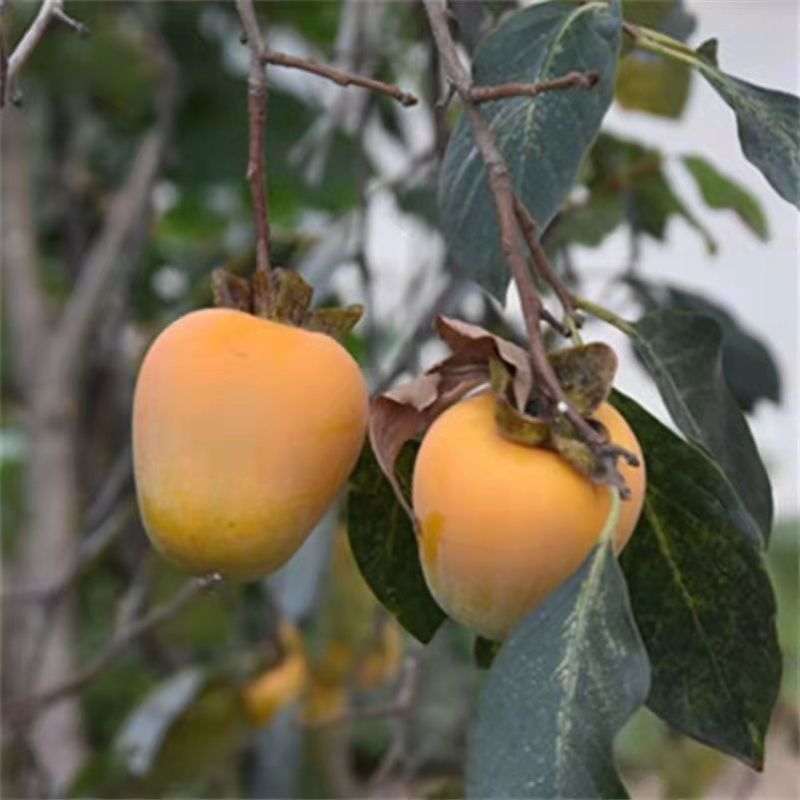 嫁接柿子树苗耐寒牛心柿树苗南北方种植盆栽地栽阳台庭院