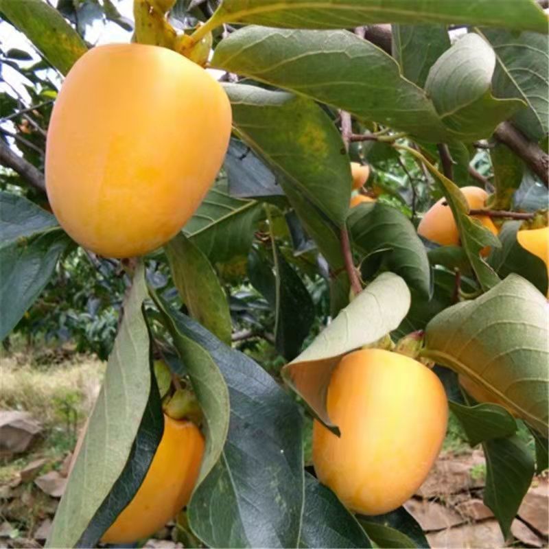 嫁接柿子树苗耐寒牛心柿树苗南北方种植盆栽地栽阳台庭院