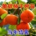 正宗无核脆甜柿子树苗太秋柿子苗大果耐寒耐旱盆栽地栽