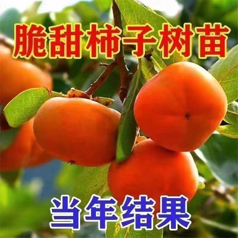 正宗无核脆甜柿子树苗太秋柿子苗大果耐寒耐旱盆栽地栽