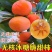 正宗无核脆甜柿子树苗太秋柿子苗大果耐寒耐旱盆栽地栽