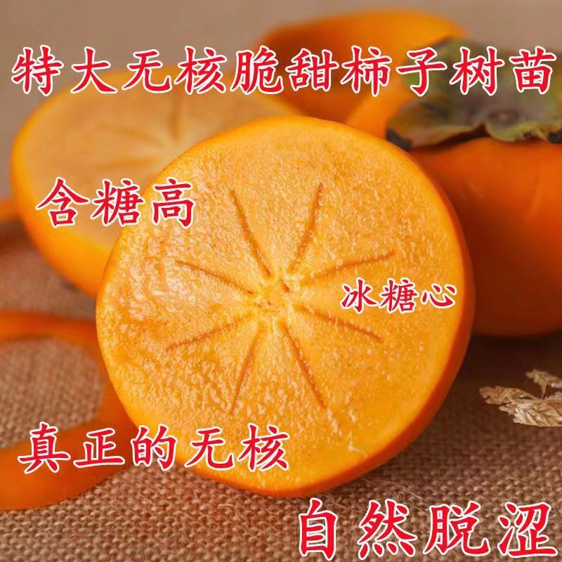 正宗无核脆甜柿子树苗太秋柿子苗大果耐寒耐旱盆栽地栽
