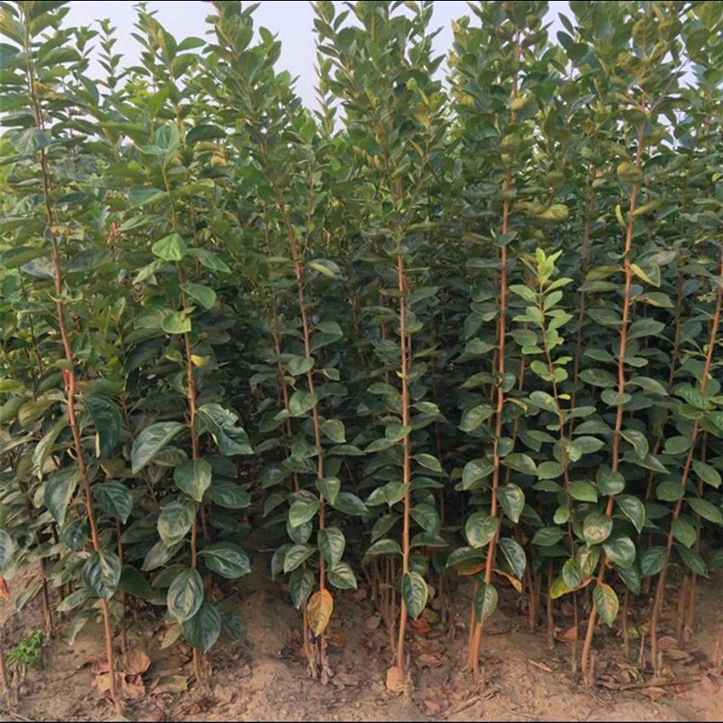 特大甜软磨盘柿子树苗嫁接柿子苗南方北方种植地栽果树苗多汁