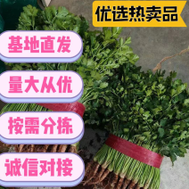 【产地直供】聊城大小叶香菜，大量现货，电商商超直供