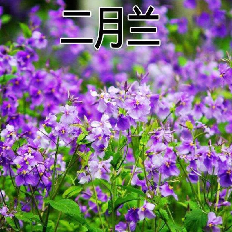 二月兰花种子，诸葛菜花草种子春秋季播景观花海宿根耐阴耐寒