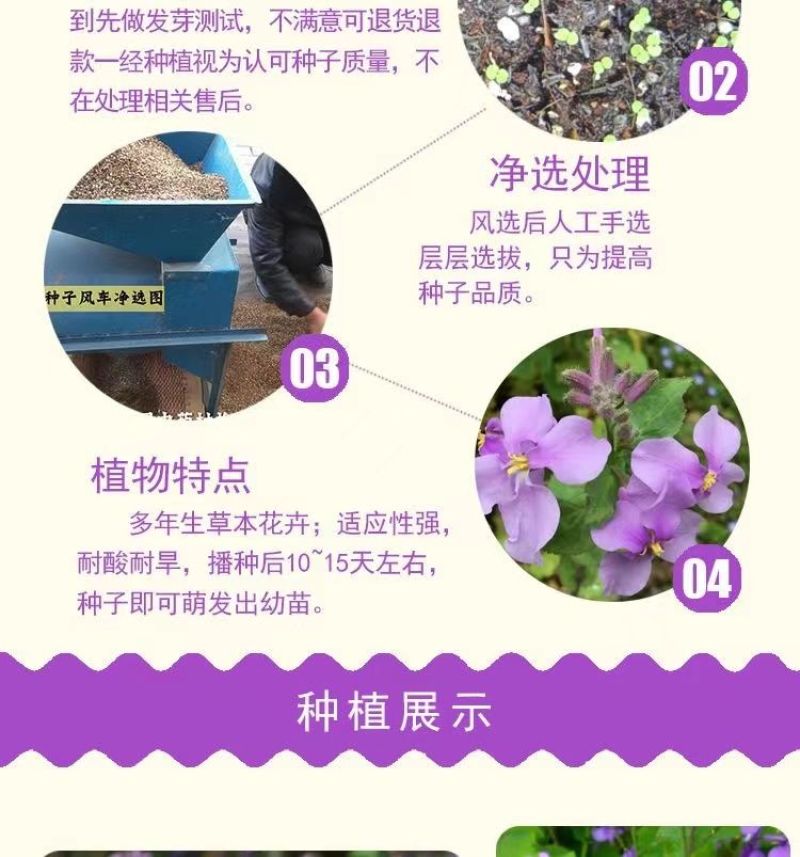 二月兰花种子，诸葛菜花草种子春秋季播景观花海宿根耐阴耐寒