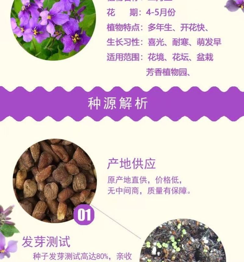 二月兰花种子，诸葛菜花草种子春秋季播景观花海宿根耐阴耐寒