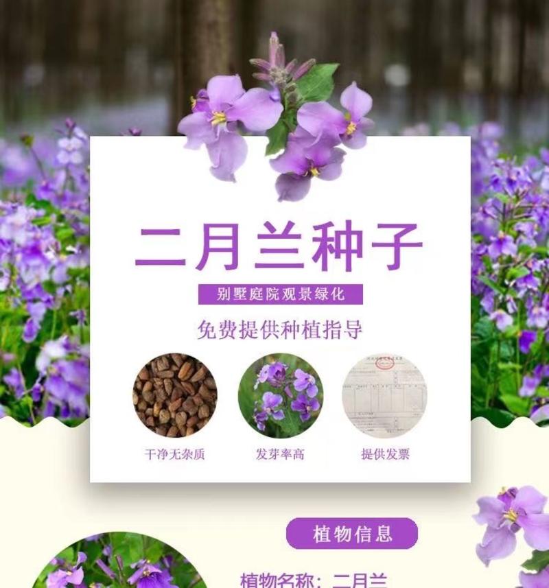 二月兰花种子，诸葛菜花草种子春秋季播景观花海宿根耐阴耐寒