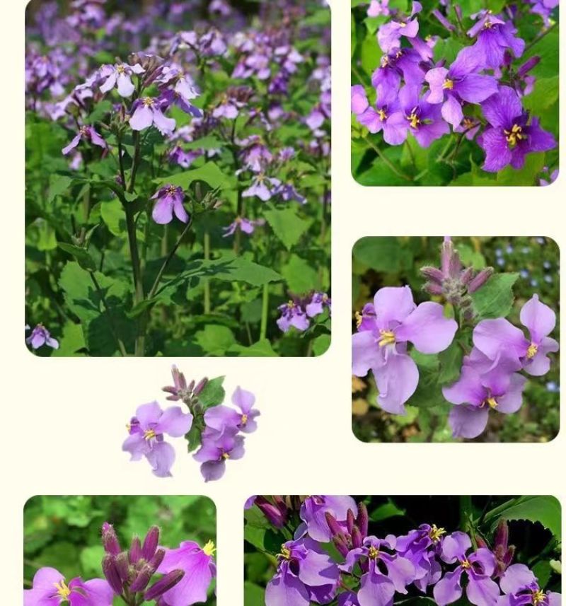 二月兰花种子，诸葛菜花草种子春秋季播景观花海宿根耐阴耐寒