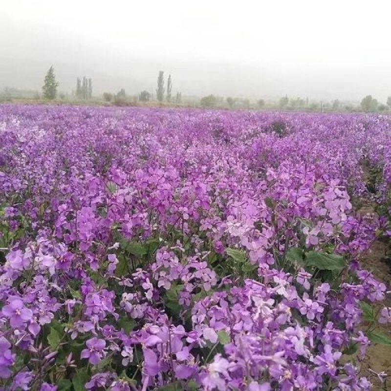 二月兰花种子，诸葛菜花草种子春秋季播景观花海宿根耐阴耐寒