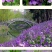 二月兰花种子，诸葛菜花草种子春秋季播景观花海宿根耐阴耐寒