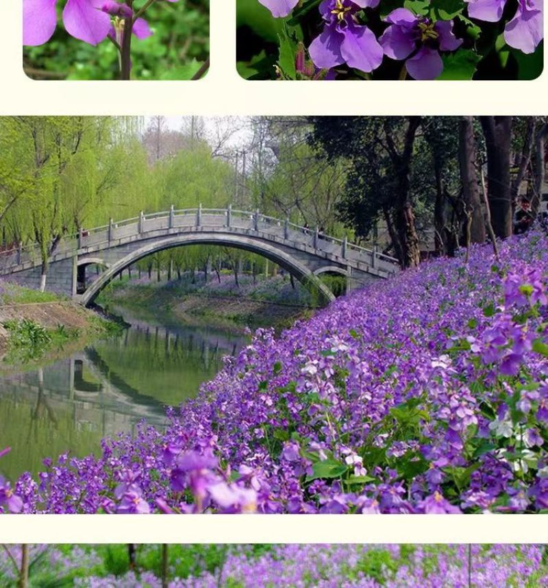 二月兰花种子，诸葛菜花草种子春秋季播景观花海宿根耐阴耐寒