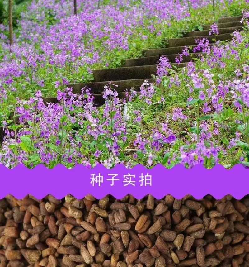 二月兰花种子，诸葛菜花草种子春秋季播景观花海宿根耐阴耐寒