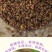 二月兰花种子，诸葛菜花草种子春秋季播景观花海宿根耐阴耐寒