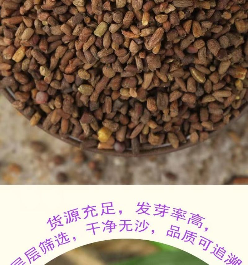 二月兰花种子，诸葛菜花草种子春秋季播景观花海宿根耐阴耐寒