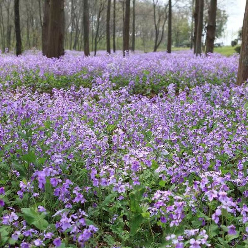 二月兰花种子，诸葛菜花草种子春秋季播景观花海宿根耐阴耐寒