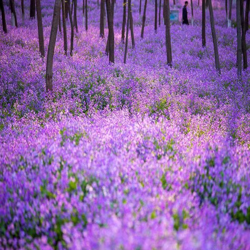二月兰花种子，诸葛菜花草种子春秋季播景观花海宿根耐阴耐寒
