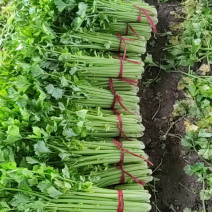 精品细颗芹菜大量上市，支持多种规格发货