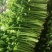 精品细颗芹菜大量上市，支持多种规格发货