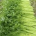 精品细颗芹菜大量上市，支持多种规格发货