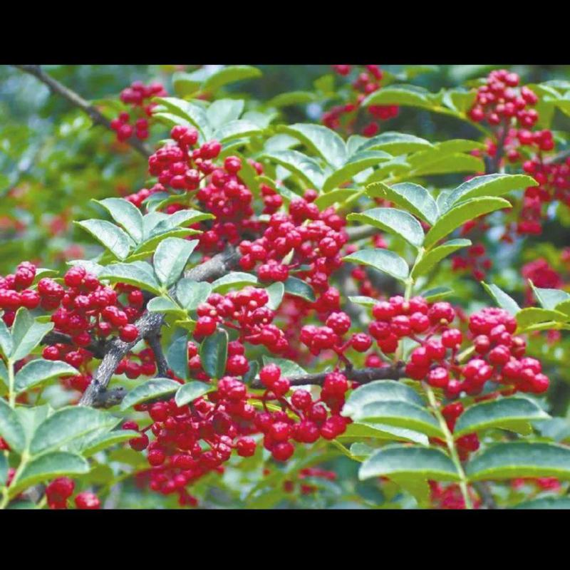 汉源花椒