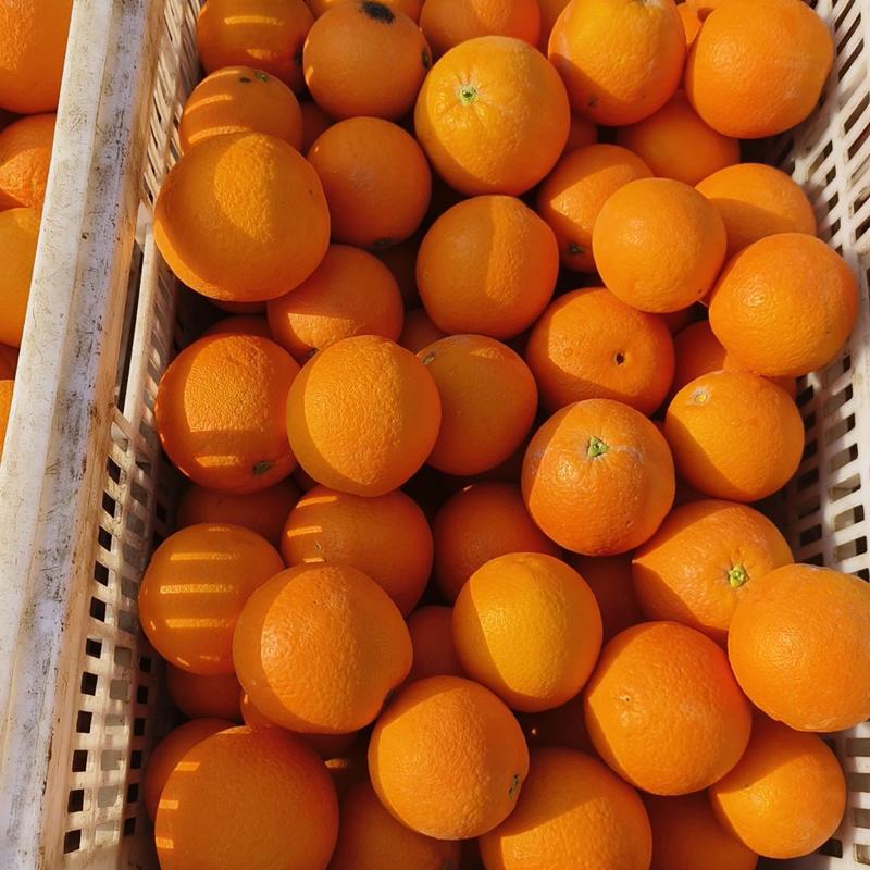 纽荷尔脐橙长虹九月红脐橙挂树鲜果看园采购量大优惠