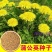 新采蒲公英种子，野生婆婆丁种籽野菜多年生盆栽大田四季易种