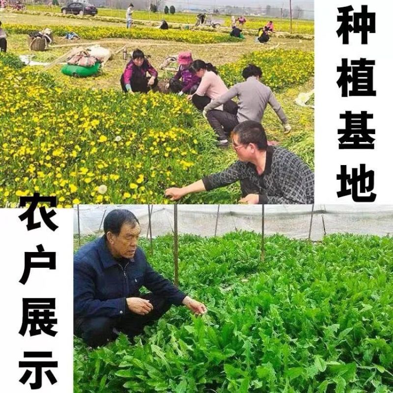 新采蒲公英种子，野生婆婆丁种籽野菜多年生盆栽大田四季易种