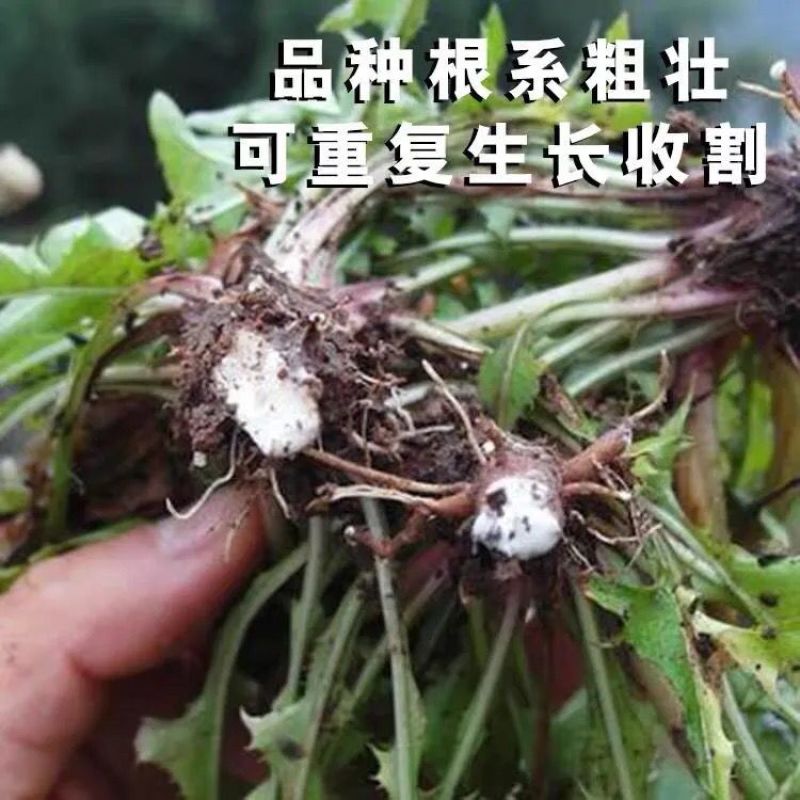 新采蒲公英种子，野生婆婆丁种籽野菜多年生盆栽大田四季易种