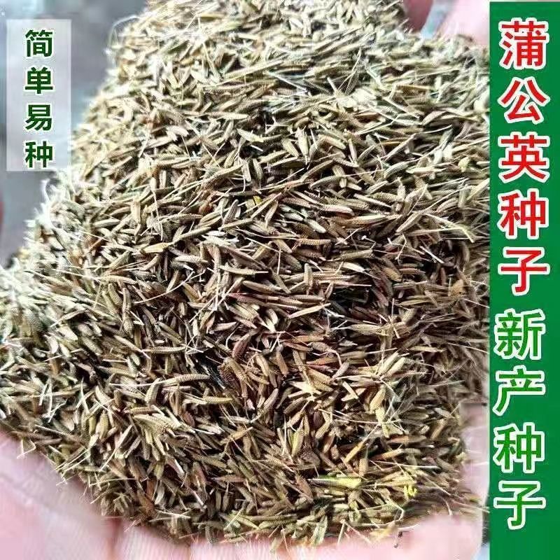 新采蒲公英种子，野生婆婆丁种籽野菜多年生盆栽大田四季易种