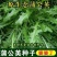 新采蒲公英种子，野生婆婆丁种籽野菜多年生盆栽大田四季易种