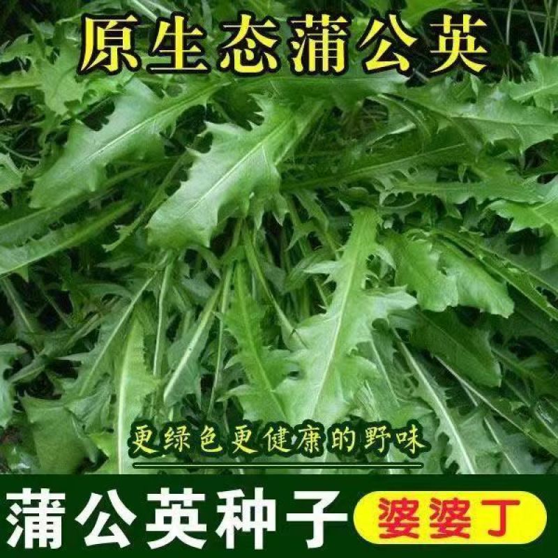 新采蒲公英种子，野生婆婆丁种籽野菜多年生盆栽大田四季易种