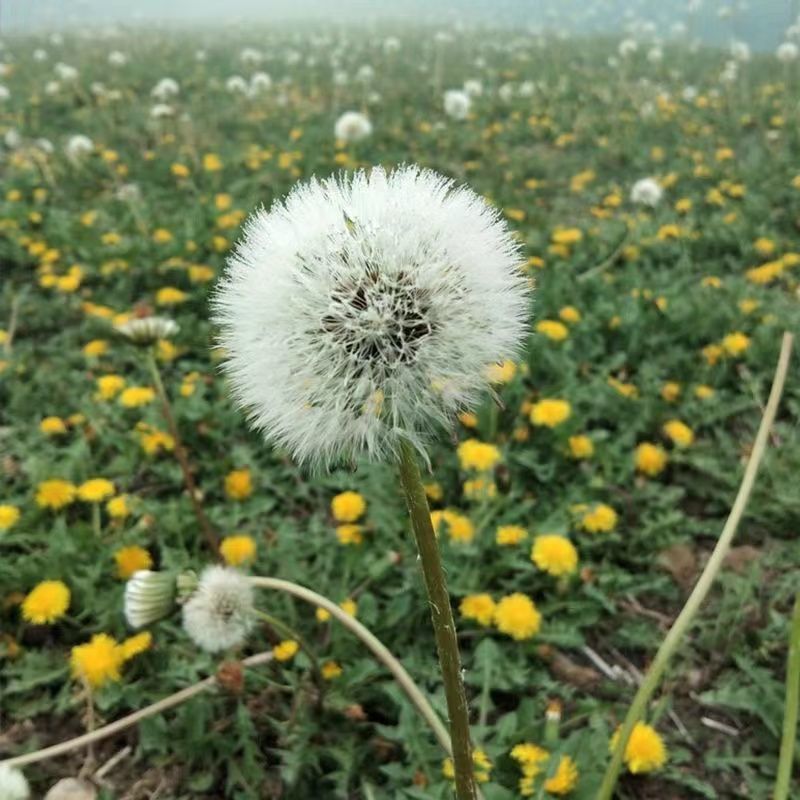 新采蒲公英种子，野生婆婆丁种籽野菜多年生盆栽大田四季易种
