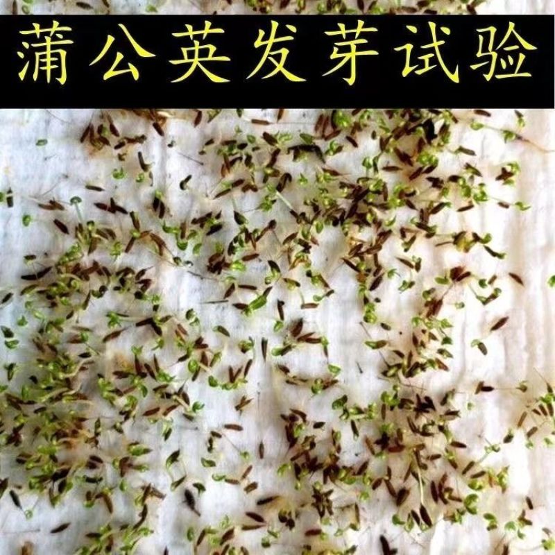 新采蒲公英种子，野生婆婆丁种籽野菜多年生盆栽大田四季易种