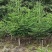 日本冷杉适应高山种植树种耐寒耐阴树形针叶优美