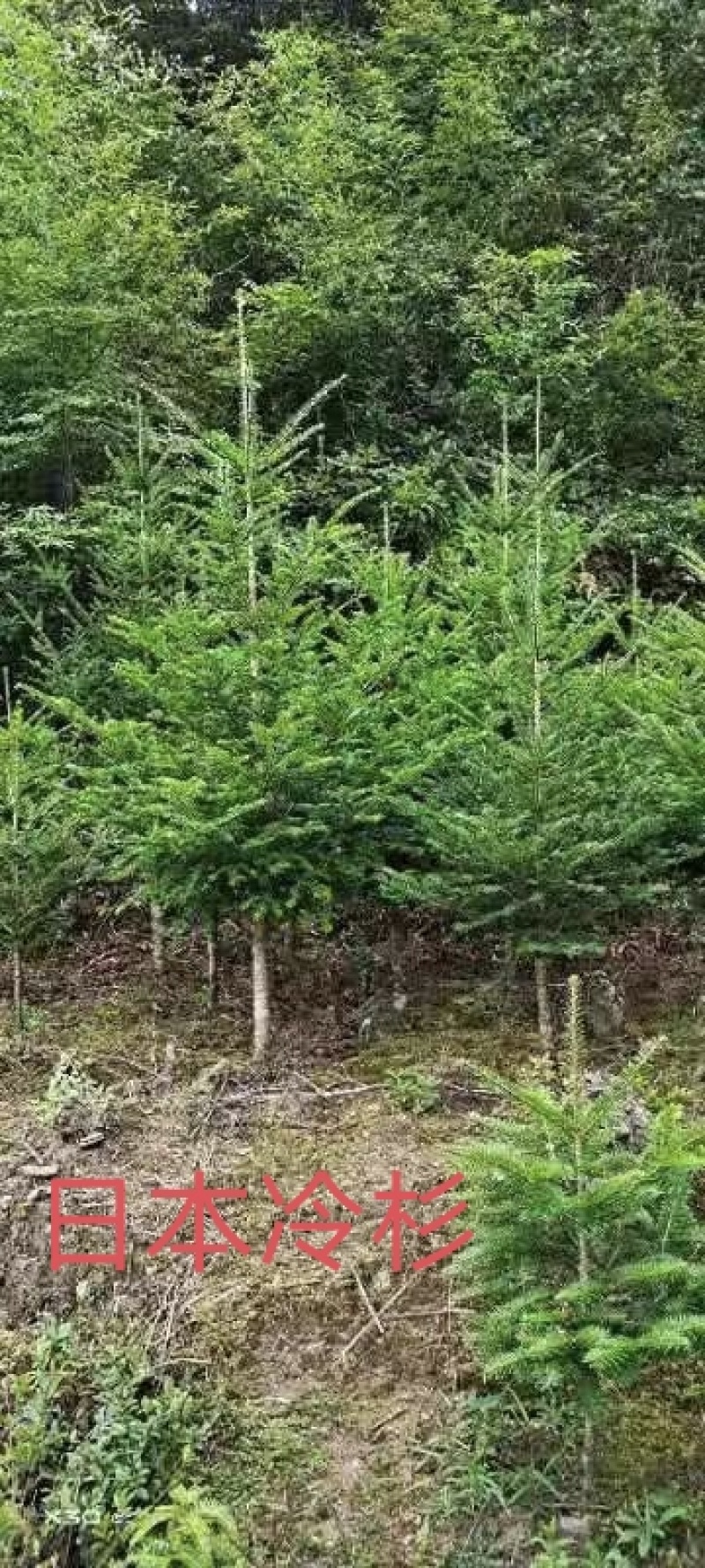 日本冷杉适应高山种植树种耐寒耐阴树形针叶优美