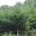日本冷杉适应高山种植树种耐寒耐阴树形针叶优美