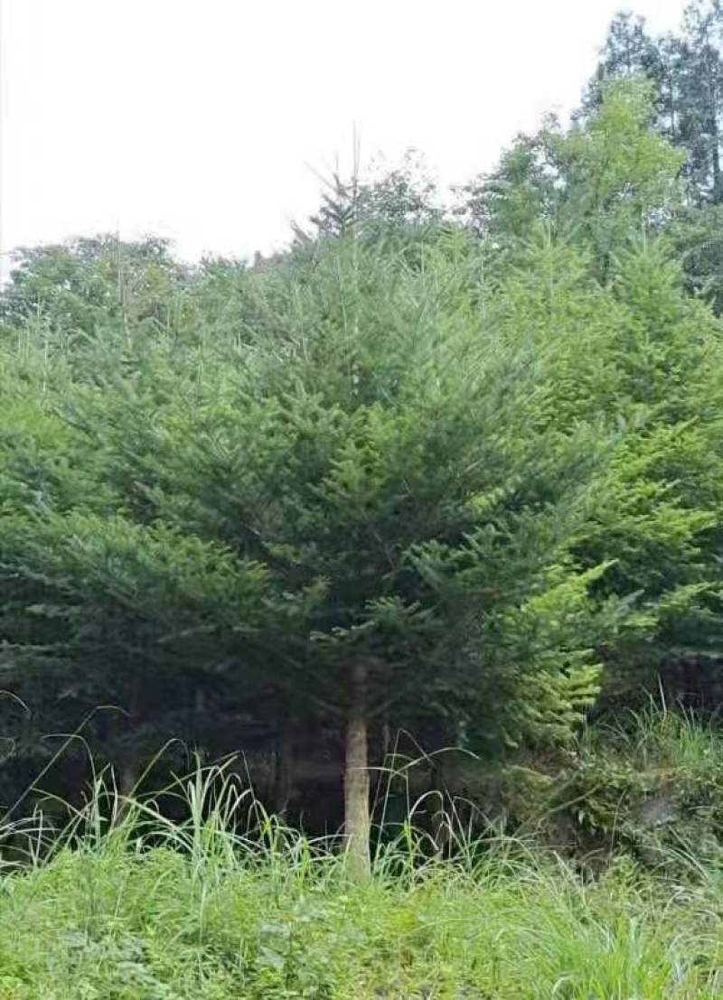 日本冷杉适应高山种植树种耐寒耐阴树形针叶优美