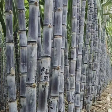【精选热卖】云南黑皮甘蔗产地直供一手货源物美价廉