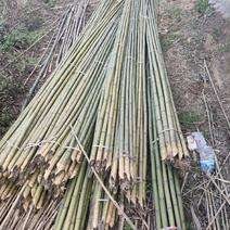 大量种植高海拔金竹及南竹