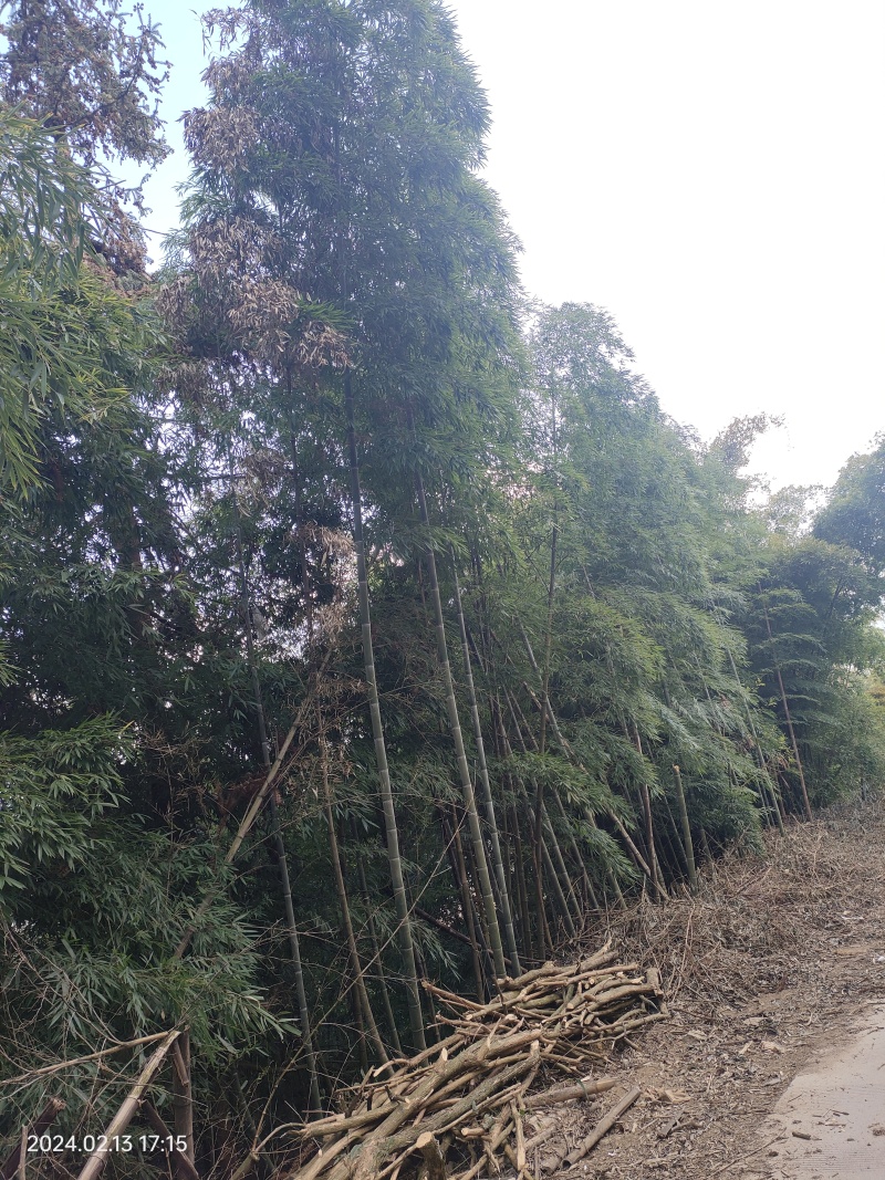 大量种植高海拔金竹及南竹