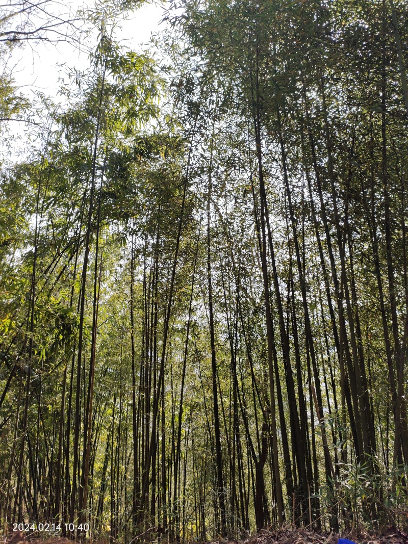 大量种植高海拔金竹及南竹