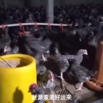 脱温鸡品种齐全，防疫到位诚信合作欢迎来电洽谈