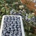 辽宁丹东蓝莓批量上市对接批发商，商超社区团购一手货源