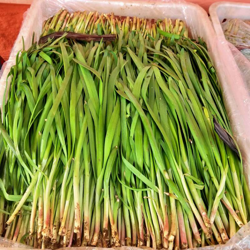 红根韭菜