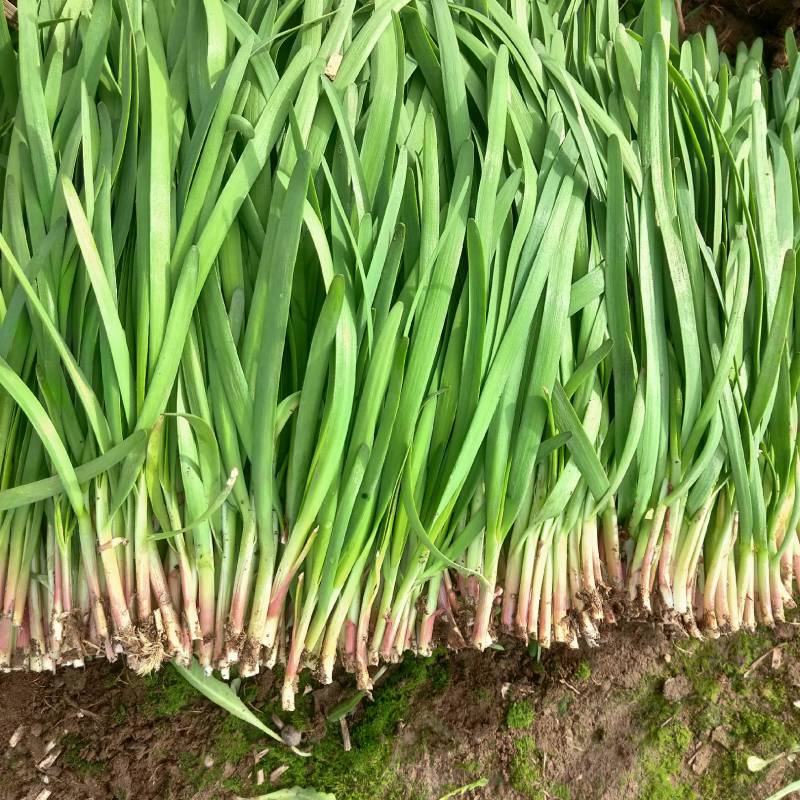红根韭菜