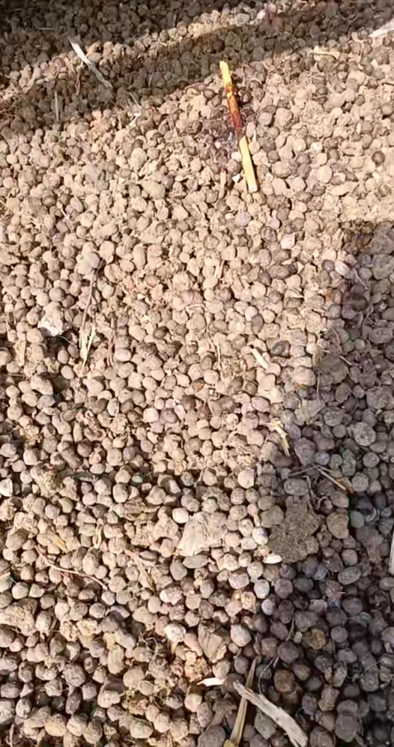 纯发酵羊粪蛋