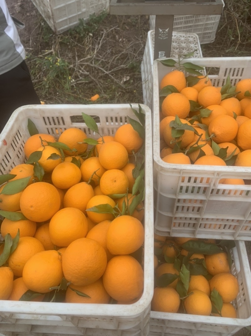 青见柑橘、个头大、颜色、口感都很好！