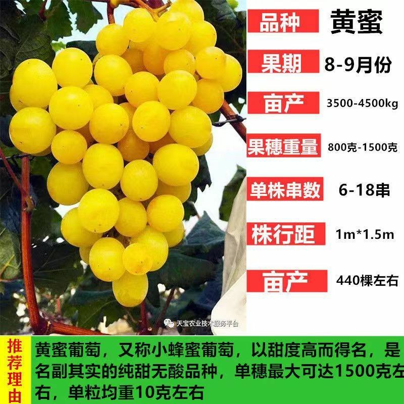 特大果无籽黑宝石巨蜂葡萄树苗耐寒南北方盆栽地栽葡萄树苗